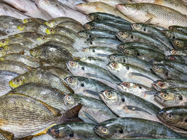 Assortment of fresh fish frozen on ice at seafood market