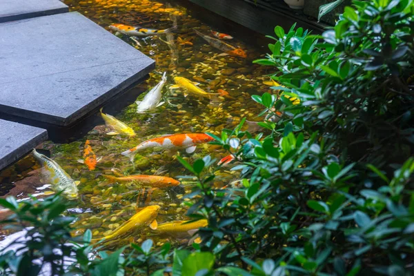 Bunte japanische Koi-Fische schwimmen auf der Oberfläche eines künstlichen Teiches — Stockfoto