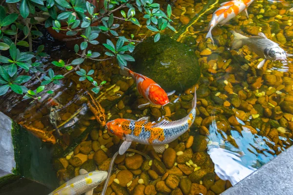 Bunte Koi-Fische schwimmen im Teich — Stockfoto