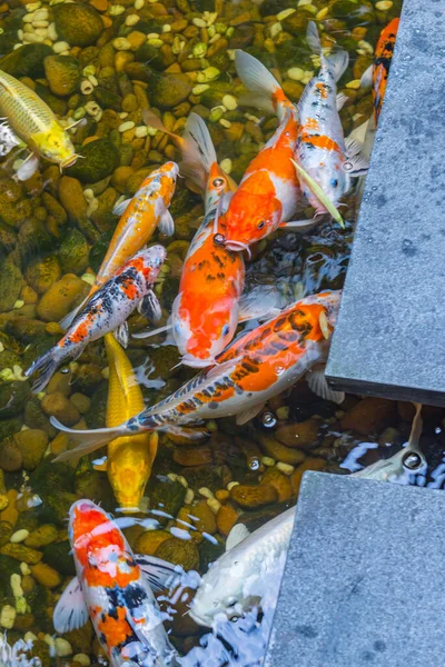 Bunte japanische Koi-Fische schwimmen im Teich — Stockfoto