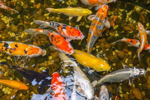 Bunte japanische Koi-Karpfen oder Koi-Fische schwimmen im Teich — Stockfoto