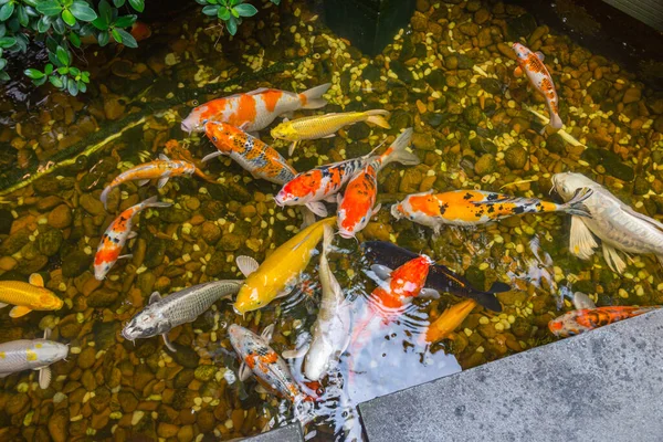 Színes japán Koi halak úsznak a tóban — Stock Fotó