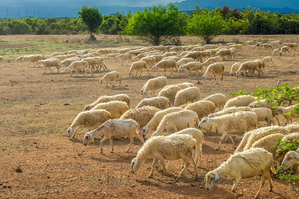 Koyun sürüsü tarlalarda geziniyor ve ot yiyor.