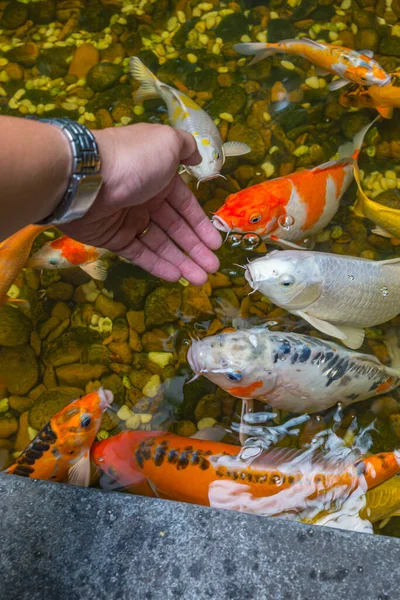 Vertikale Aufnahme eines Mannes, der japanische Koi-Fische im Teich füttert — Stockfoto