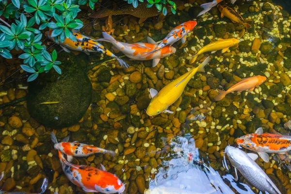 Blick von oben auf japanische Koi-Fische beim Schwimmen — Stockfoto