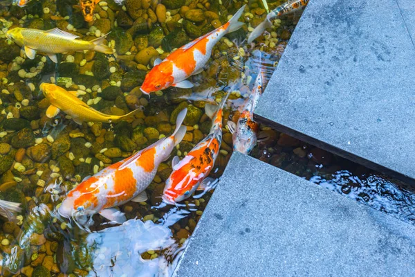 Japanische Koi-Fische schwimmen im schönen Teich — Stockfoto