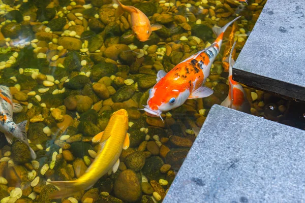 Niedlicher japanischer Koi-Fisch im schönen Teich — Stockfoto