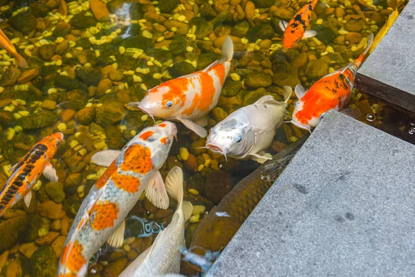 Bunte Koi-Fische schwimmen im schönen Teich — Stockfoto