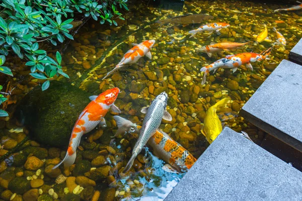 Koi-Fische schwimmen im schönen Teich — Stockfoto