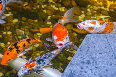 Tatlı Japon Koi balığı gölde oynuyor.