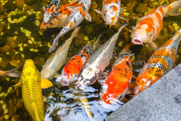 Schöne japanische Koi-Fische schwimmen im Teich — Stockfoto