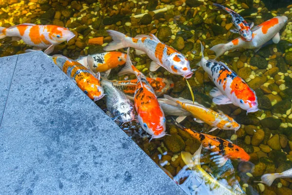 Japanischer Koi-Fisch schwimmt im Teich — Stockfoto