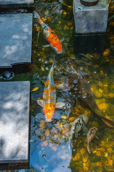 Foto von oben mit schönen japanischen Koi-Fischen beim Schwimmen — Stockfoto