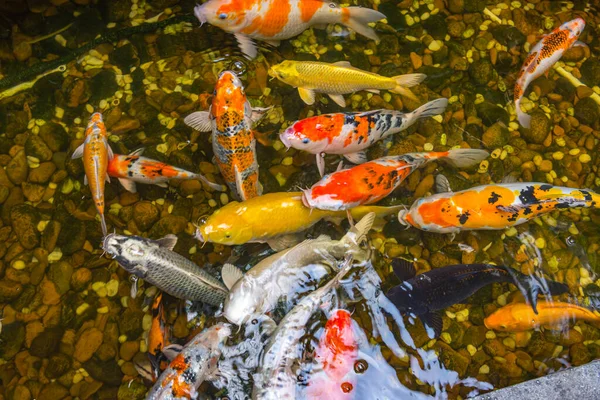 Japanischer Koi-Fisch schwimmt im Teich — Stockfoto