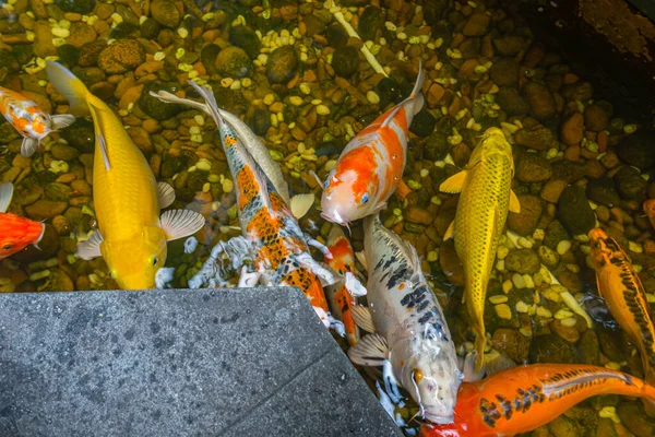 Bunte Koi-Fische schwimmen im Teich — Stockfoto