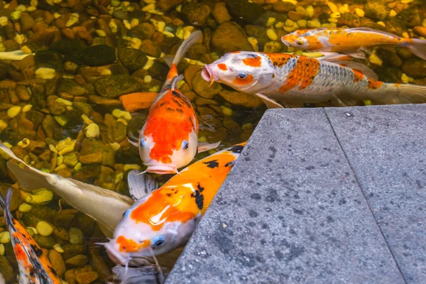 Schöne japanische Koi-Fische schwimmen im Teich — Stockfoto
