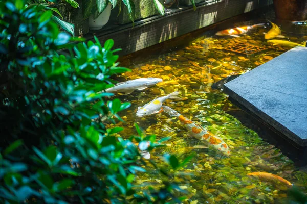 Japanischer Koi-Fisch schwimmt im Teich — Stockfoto