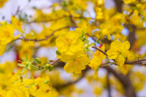 Beautiful blooming apricot blossom flowers during spring time in Vietnam — Stock Photo, Image