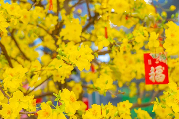Vietnam 'da yeni yılda açan güzel kayısı çiçekleri. — Stok fotoğraf