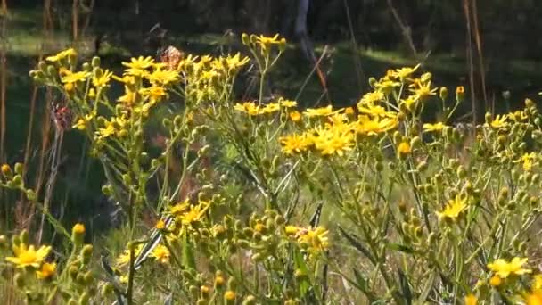 Borboleta em flores silvestres amarelas — Vídeo de Stock