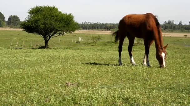 田里的马吃草 — 图库视频影像