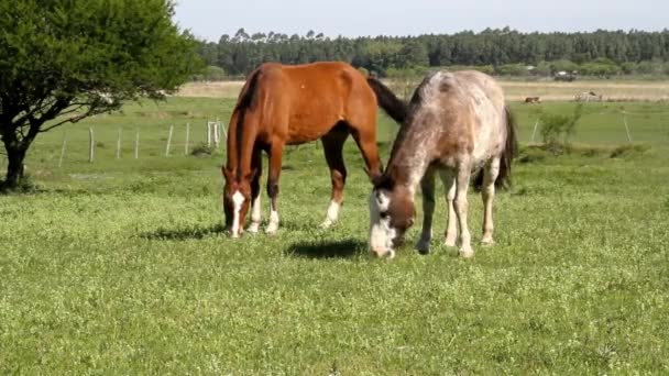 Pâturage des chevaux dans les champs — Video