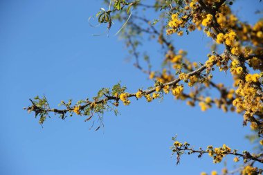 sarı çiçekli akasya