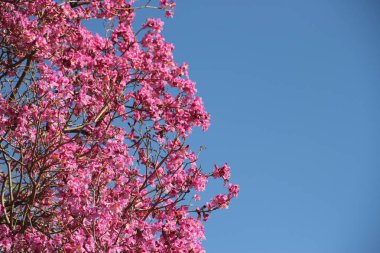 çiçekli pembe lapacho gökyüzünde