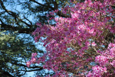 çiçekli pembe lapacho gökyüzünde