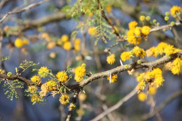 노란색 꽃된 아카시아 — 스톡 사진