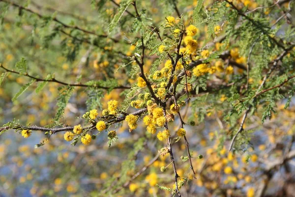 노란색 꽃된 아카시아 — 스톡 사진