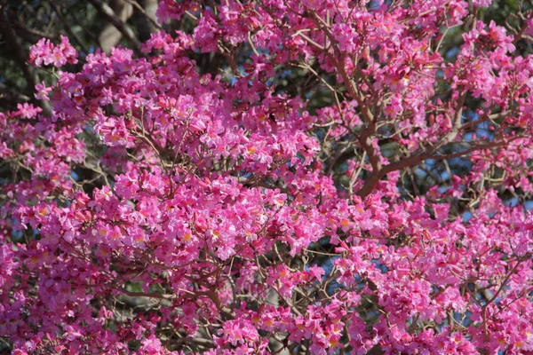 Розовый лапачо цветет в небе — стоковое фото