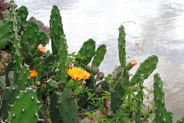 Cactus y suculentas con flores amarillas en primavera —  Fotos de Stock