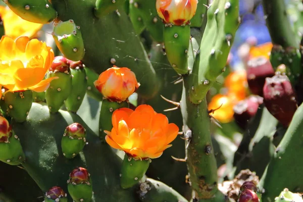 Kaktusy a sukulenty se žlutými květy na jaře — Stock fotografie