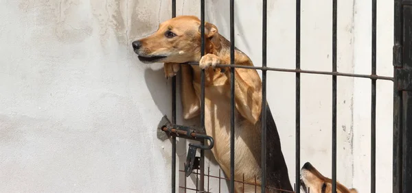 Honden slachtoffers van dierenmishandeling — Stockfoto