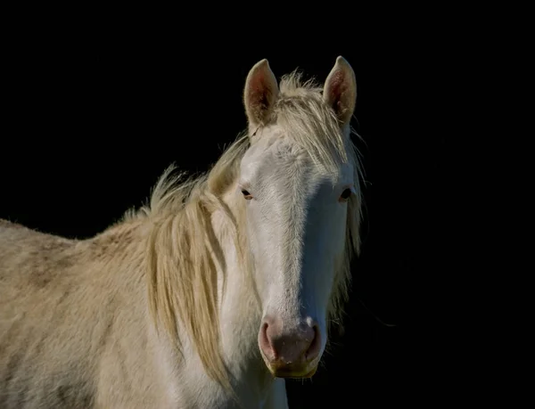 Beyaz bir atın üzerinde bir siyah arka plan yüksek kontrast portresi — Stok fotoğraf