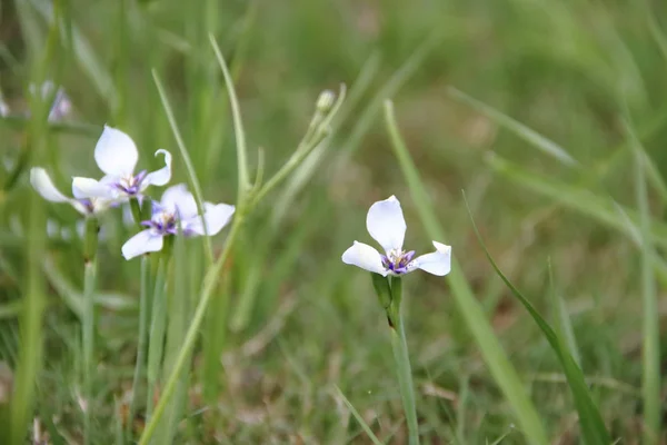 Flores amarillas azules y blancas silvestres en el prado florecido en primavera — Foto de Stock