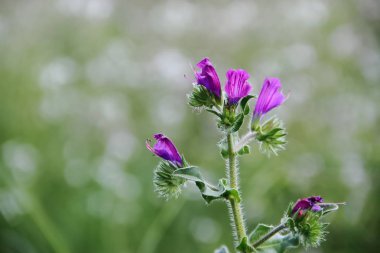 alan rustik otlar ilkbaharda çiçek açan ve vahşi mavi beyaz sarı kırmızı çiçekler
