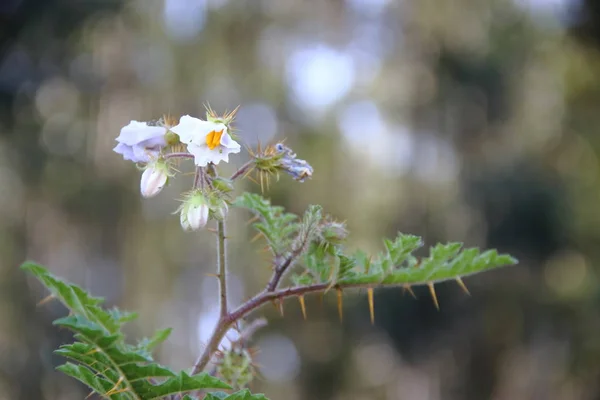 Campo de flores vermelhas amarelas brancas azuis selvagens e ervas rústicas florescendo na primavera — Fotografia de Stock