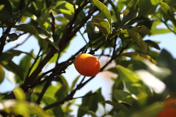 Citrus fruits on the tree — Stock Photo, Image