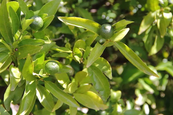 春のオーガニック植物で緑のみかん — ストック写真