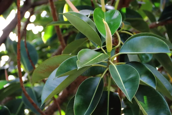 Ficus elastica bekend als Gomero in Zuid-Amerika — Stockfoto
