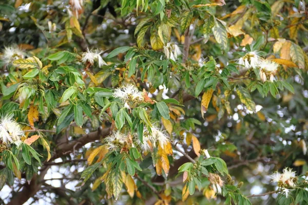 アカシアの葉の緑や花の黄色種 — ストック写真