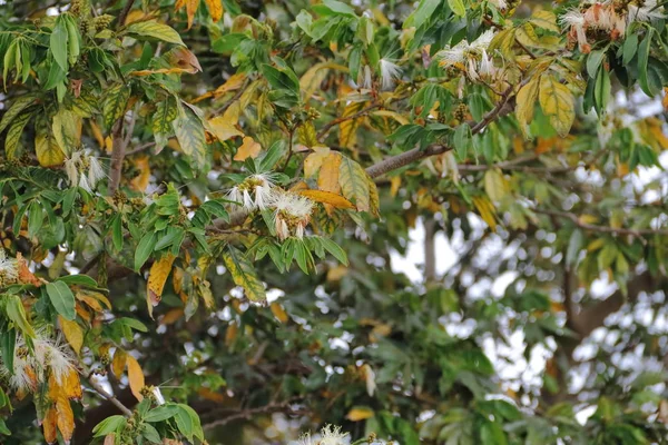 アカシアの葉の緑や花の黄色種 — ストック写真