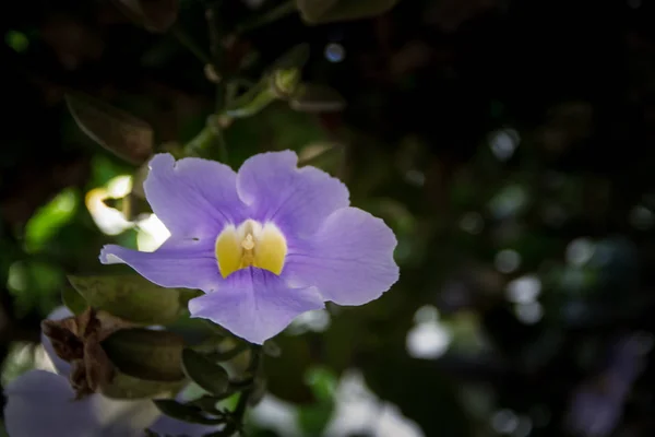 春の青いツンベルギア マツバボタンの花 — ストック写真