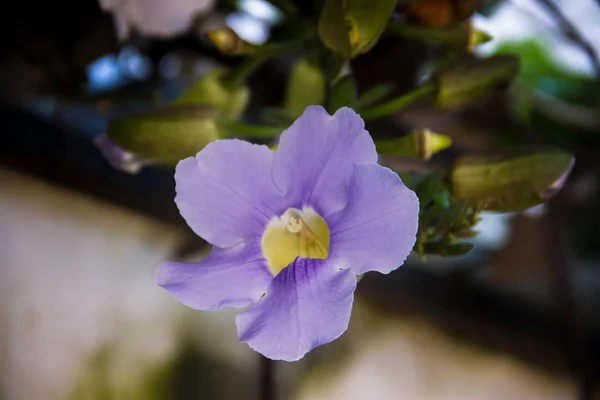 Thunbergia Grandiflora Azul Florece Primavera — Foto de Stock