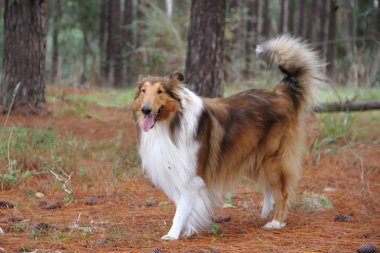 plaj pet dostu üzerinde köpek yavrusu kömür ocağı