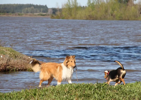 puppy collie on the beach pet friendly