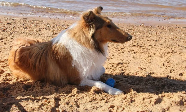 puppy collie on the beach pet friendly