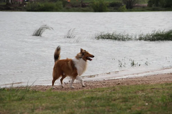 puppy collie on the beach pet friendly